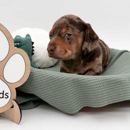 Yesy - Dapple male Dachshund puppy in Ben Wheeler, Texas from P&P Dachshunds