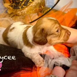 Jaycee - Piebald female Dachshund puppy in Springfield, Oregon from Storybook Dachshunds