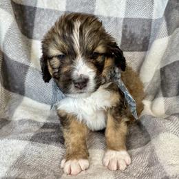 Roger - Tri-color male Bernedoodle puppy in Lowell, Arkansas from Sunny Sky Doodles