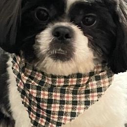 Pierre - Shih Tzu