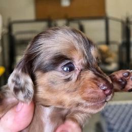 Chloe's chocolate dapple girl with stripe down nose - Dapple female Dachshund puppy in Caldwell, Idaho from Dozendachs