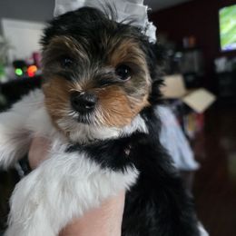 Boy 1 - Parti male Yorkshire Terrier puppy in Mobile, Alabama from Southern Elite Yorkies