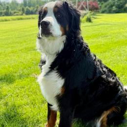 Raiya - Bernese Mountain Dog
