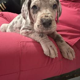 Tucker - Merle male Great Dane puppy in Russellville, Arkansas from River Valley Great Danes & Miniature Schnauzers