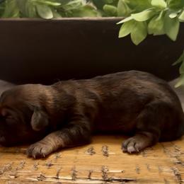Snickers - Grizzle female Sheepadoodle puppy in Cartersville, Georgia from Simply Blessed Doodles