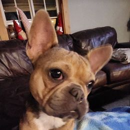 Smidge - French Bulldog