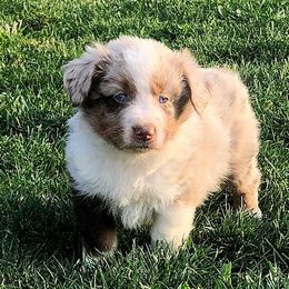 Miniature American Shepherd and Miniature Australian Shepherd Puppies from Idaho Mountain Mini Aussies