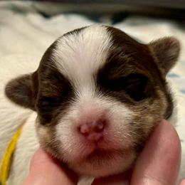 Clara - Chocolate, tan and white female Yorkshire Terrier puppy in Tangipahoa County, Louisiana from Riche’ Louisiana Yorkies