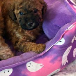 Dark sable female - Sable female Poodle puppy in Burien, Washington from South Sound Doodles