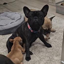 Maggie - French Bulldog