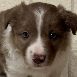 Border Collies from Spotted Dreams Farm