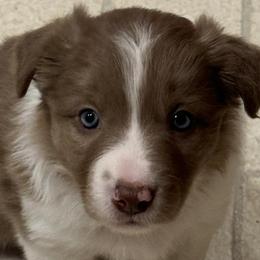 Border Collies from Spotted Dreams Farm