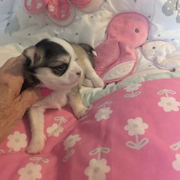 Chihuahua Puppies from Pampered Chihuahuas