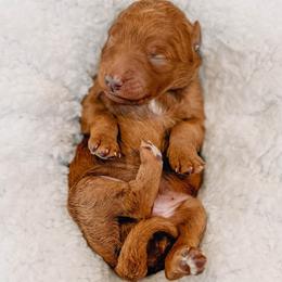 Whitney - Red  female Goldendoodle puppy in Iola, Texas from Supreme Doodles of Texas