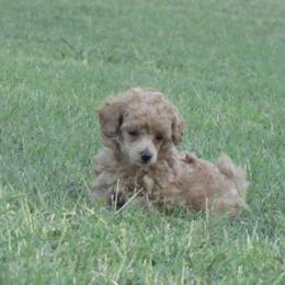 Molly - Apricot female Poodle puppy in Blanch, North Carolina from Faithful Hearts Kennel