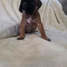 Emma - Fawn female Boxer puppy in Thompson, Pennsylvania from Moonlitboxers