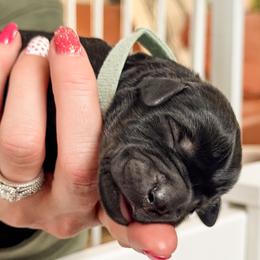 Summit (Teal) - Pepper and salt male Giant Schnauzer puppy in Harrisville, Utah from Diamond in the Ruff