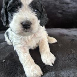 Toad - Black and white male Cockapoo puppy in Adrian, Oregon from ApplebyFarm