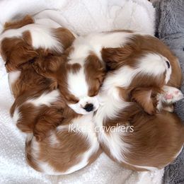 Cavalier King Charles Spaniel Puppies from Ikkes Cavaliers