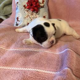 Roxi - White and brindle female French Bulldog puppy in Billings, Montana from Sugarloaf French bulldogs and Australian cattle dogs