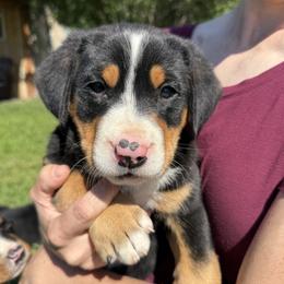 Pink girl - Black, white and red female Greater Swiss Mountain Dog puppy in Woodland, Washington from Woodland Swissie’s