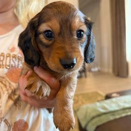 Shaded Red - Red male Dachshund puppy in Fort Worth, Texas from Honey B’s Doxies