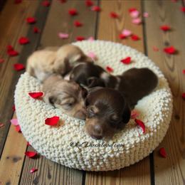 Coco - Chocolate and cream female Dachshund puppy in Oklahoma City, Oklahoma from OkieDoxieland Dachshunds