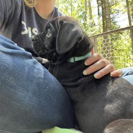 Cane Corso Puppies from Arcana Cane Corso