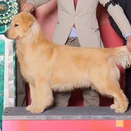 Golden Retrievers from The Farm On Magnolia