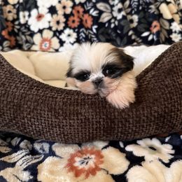 Raven - Tricolor female Shih Tzu puppy in Fresno, California from Jas’ ClassnSass
