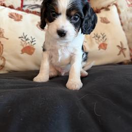 Joey - Tri-color male Cavalier King Charles Spaniel puppy in Traverse City, Michigan from Outerlochen Kennel - The Friends Litter - "The one with the new roommates"