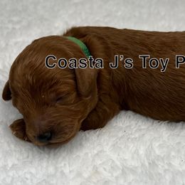 Poodle Puppies from Coasta J’s Toy Poodles