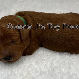 Poodle Puppies from Coasta J’s Toy Poodles