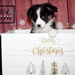 Amelia - Black tri female Miniature Australian Shepherd puppy in Akeley, Minnesota from Rustic Original Aussies