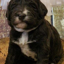 Australian Labradoodle Puppies from Asheville Doodles