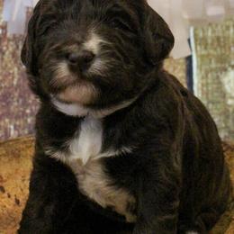 Australian Labradoodle Puppies from Asheville Doodles