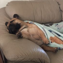 French Bulldog All Grown Up from Amscot French Bulldogs