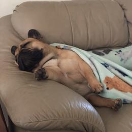 French Bulldog All Grown Up from Amscot French Bulldogs
