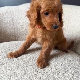 Mia - Red  female Goldendoodle puppy in Lowville, New York from Adirondack Goldendoodles
