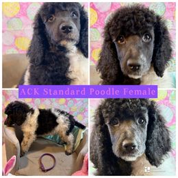 Minnie - Parti Poodle puppy in Lakeland, Florida from Gulfside Poodles