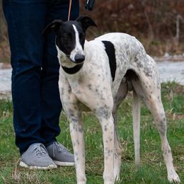 Lazarus - Greyhound