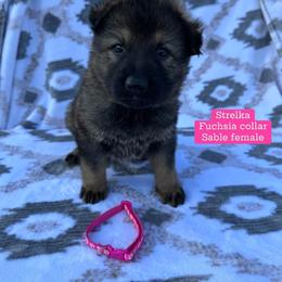 Strellka - Sable female German Shepherd puppy in New Cambria, Missouri from Des Hausraben Shepherds