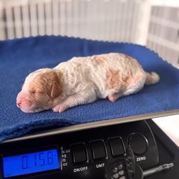 Boy 4 - male Australian Mountain Doodle puppy in Decatur, Illinois from Signature Doodles