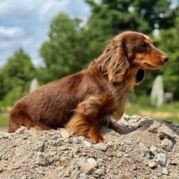 Stetson - Dachshund