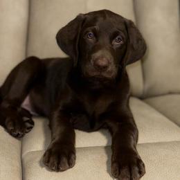Labrador Retriever Puppies from Sleepy Hound Farm