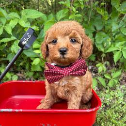 Blue collar - Red  male Goldendoodle puppy in Calico Rock, Arkansas from Cottrell’s Poodles & Doodles