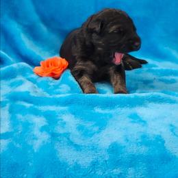 Orange Collar - Black and red male German Shepherd puppy in Louisville, Ohio from Crooked River German Shepherds