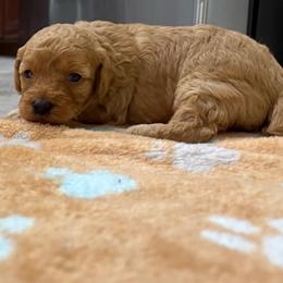 Sunny - Apricot male Poodle puppy in Cypress, Texas from Misocutepoodles