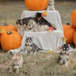 Siberian Husky Puppies from The Snow Dog Kennel