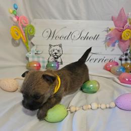 Miss Yellow - Red wheaten female Cairn Terrier puppy in Savannah, Missouri from WoodSchott Cairn Terriers